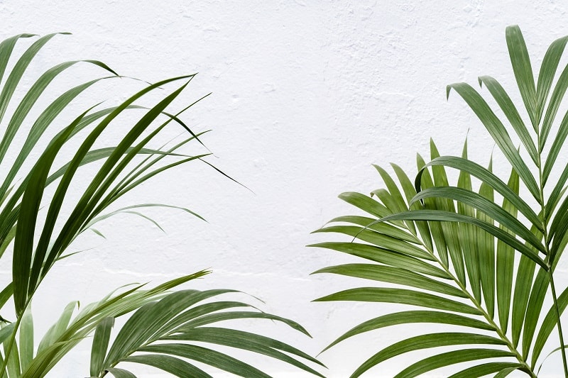Kentia Palm Leaves Turning Yellow