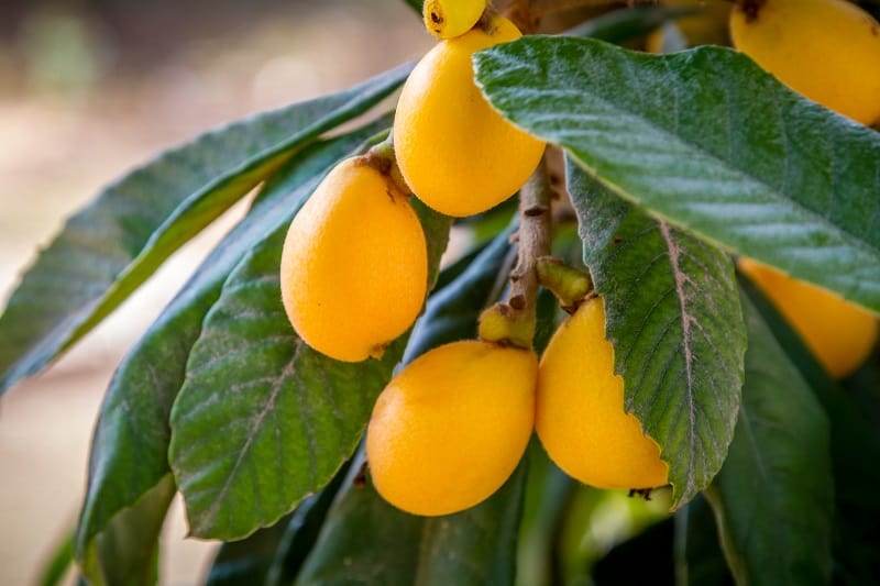 Loquat Tree Leaves Turning Yellow