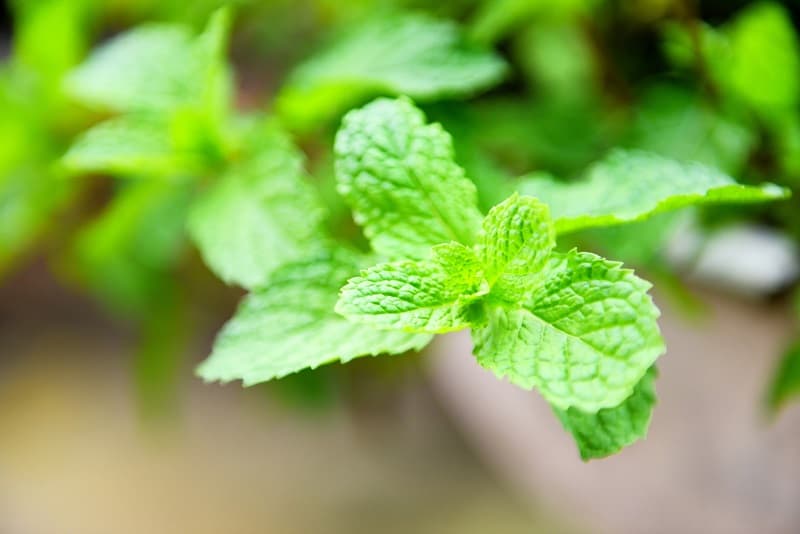 Mint Leaves Turning Yellow