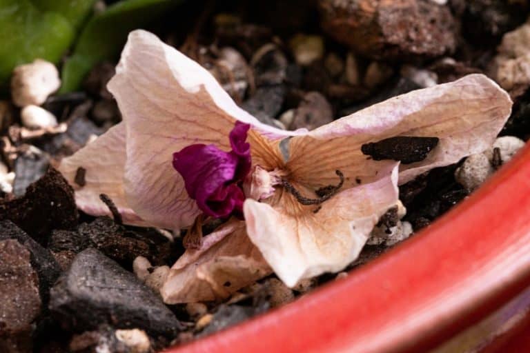 Orchid Flowers Falling Off