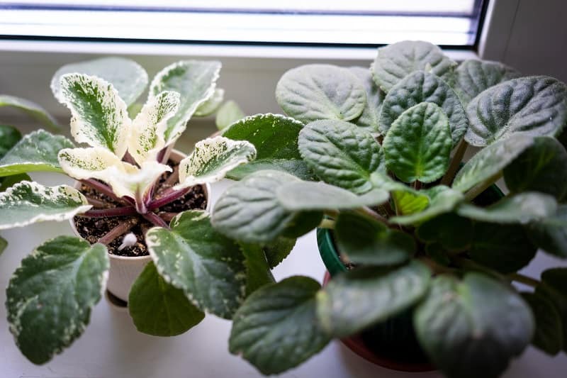 Overwatered African Violet