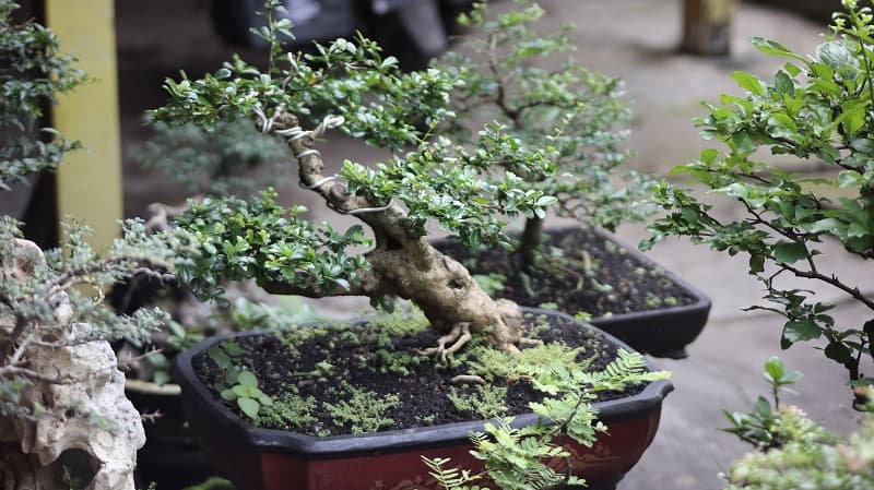 Overwatered Bonsai