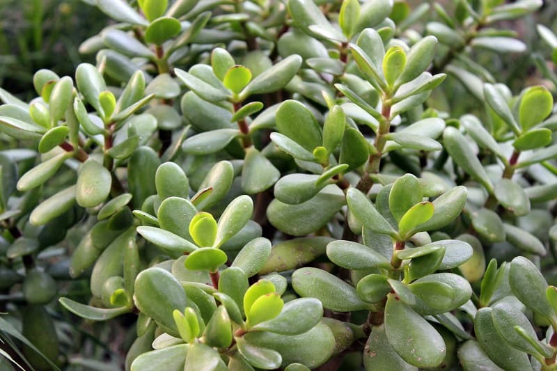 Overwatered Jade Plant
