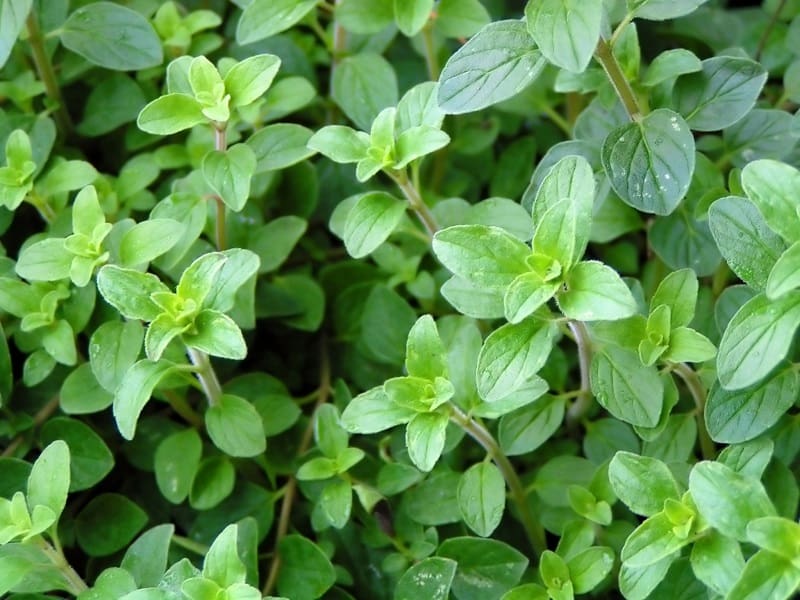 Overwatered Oregano