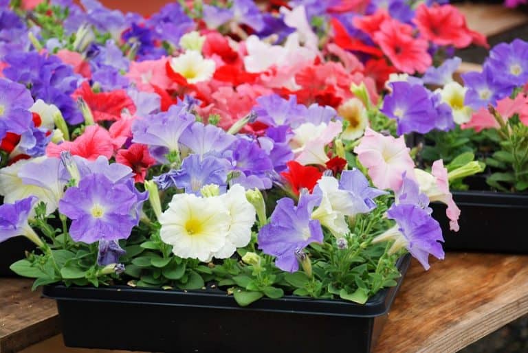 Overwatered Petunias