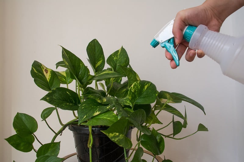 Overwatered Pothos