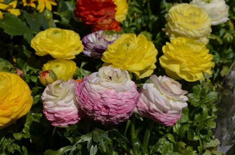 Ranunculus Leaves Turning Yellow