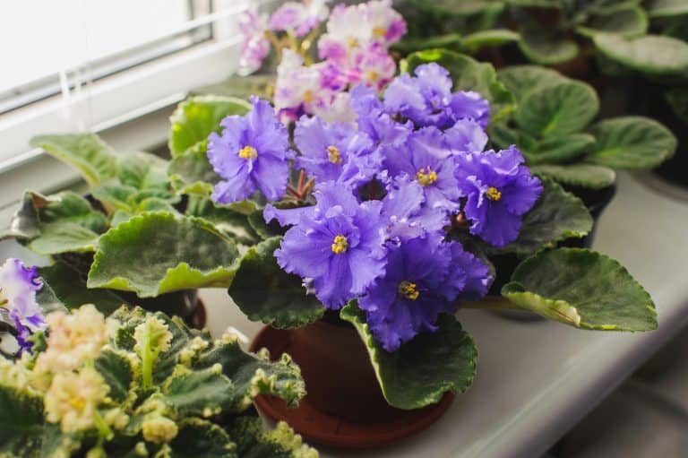African Violet Leaves Drooping