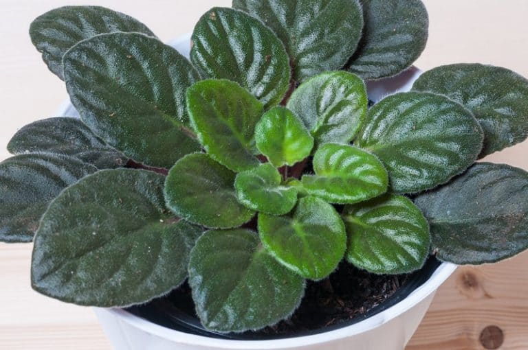 African Violet Leaves Turning Soft