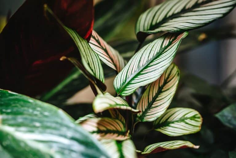 Calathea Underwatered Signs and How To Revive