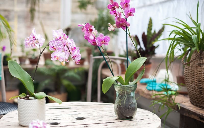 How To Propagate Orchids Phalaenopsis?
