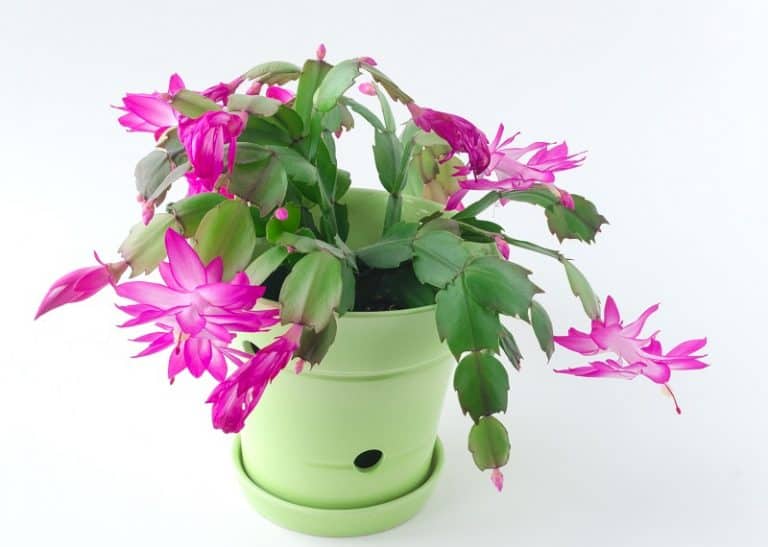 How To Repot A Christmas Cactus