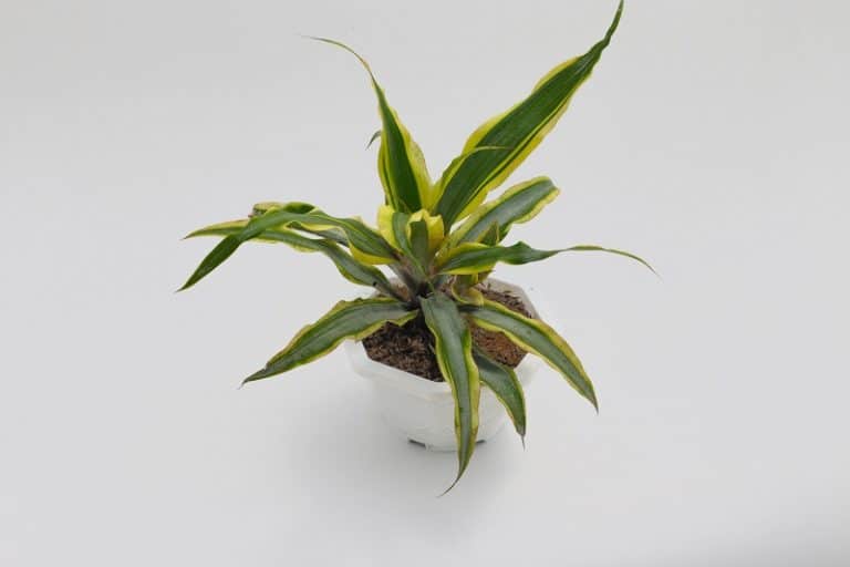 How To Repot Dracaena