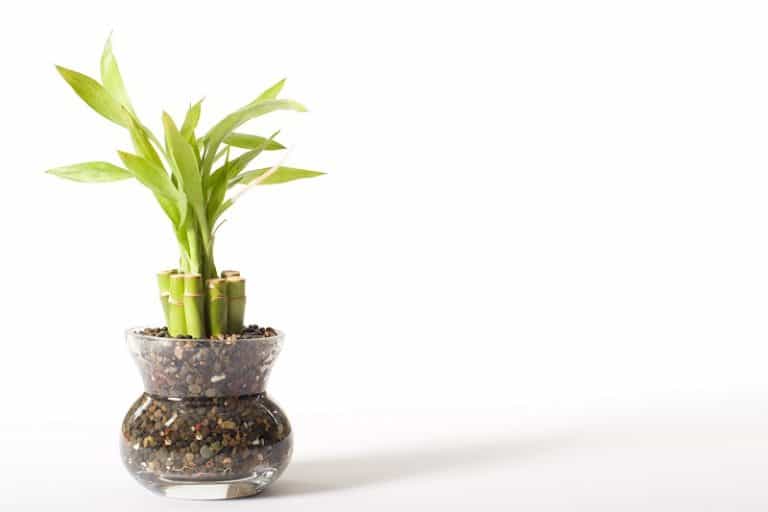 How To Repot Lucky Bamboo Plant In Rocks
