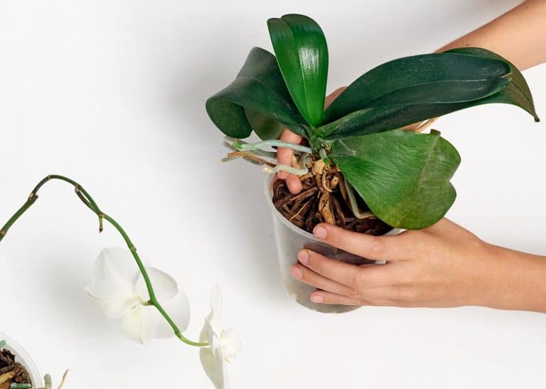 Propagating Orchids from Aerial Roots