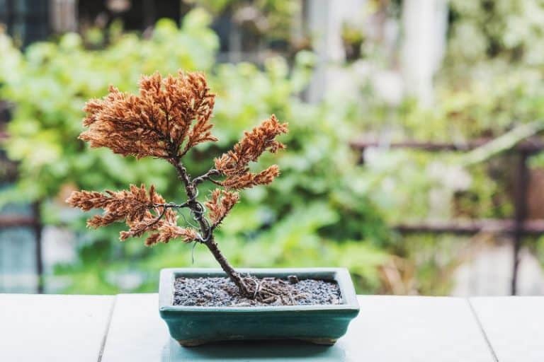 Underwatered Bonsai Tree Signs and How To Revive