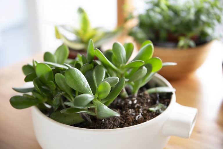 Underwatered Jade Plant Signs and How To Revive