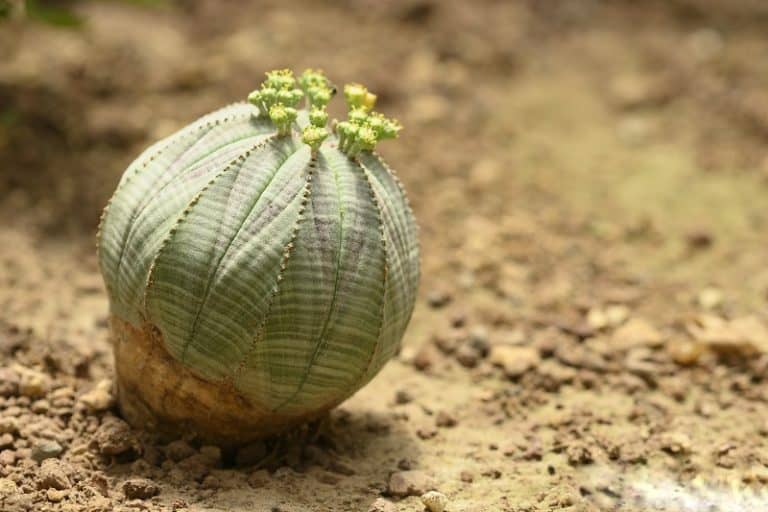 16 Most Expensive Succulents