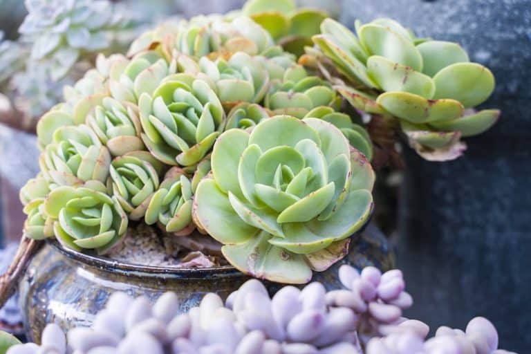 How Much Sunlight Do Succulents Need?