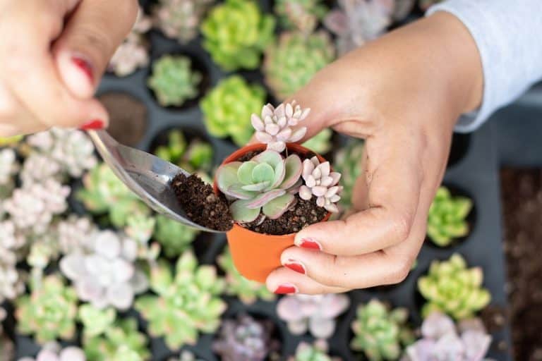 Should You Repot Succulents When You Buy Them?