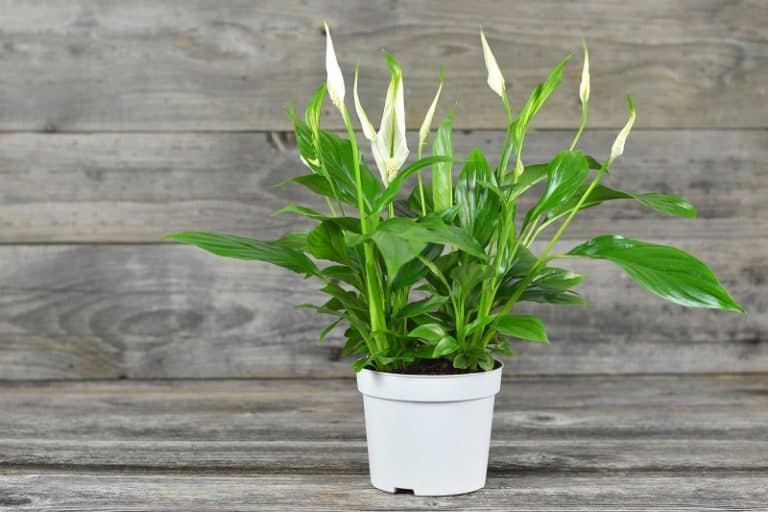 Why Is My Peace Lily Flower Turning Brown?