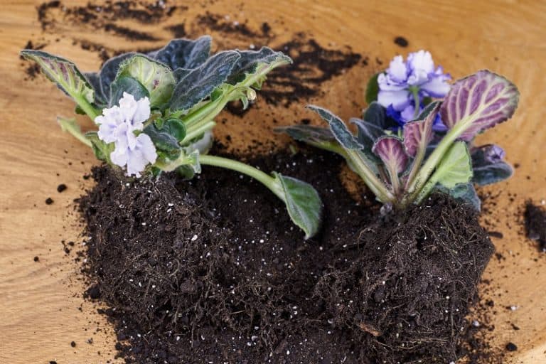 Can I Use African Violet Soil For Succulents?