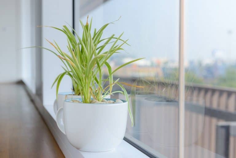 Do Spider Plants Need Drainage?