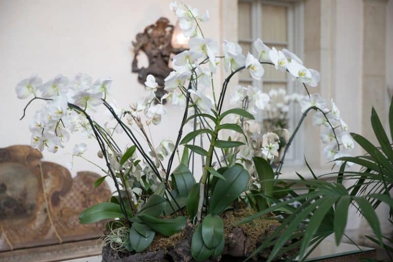 Are Orchids Succulents?
