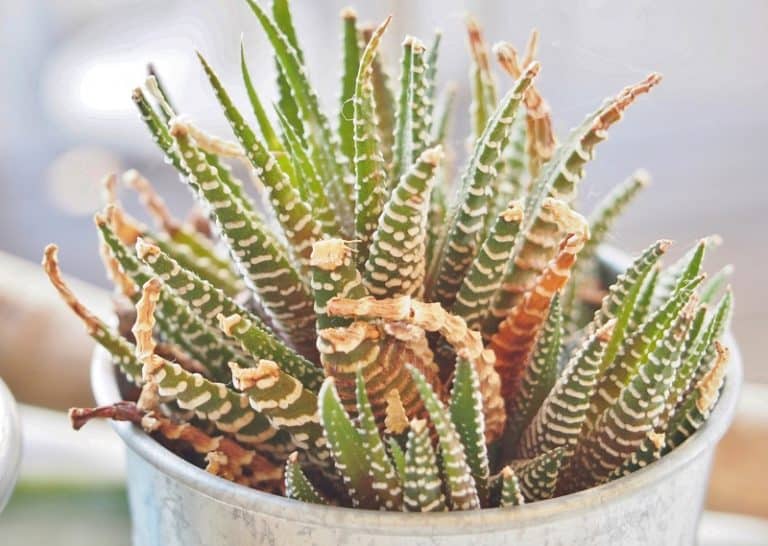 Why Is My Zebra Succulent Turning Yellow?