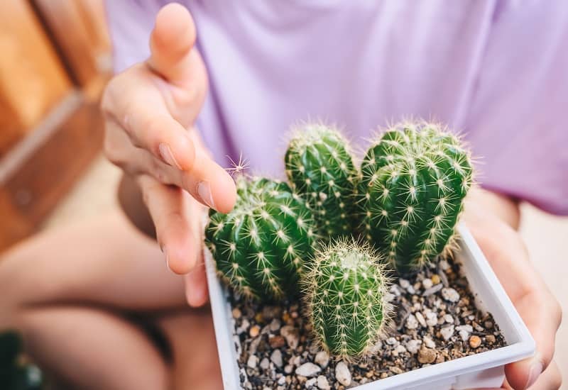 How To Tell The Age Of A Cactus Gardential