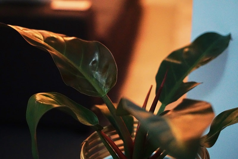 Philodendron Bloody Mary Care