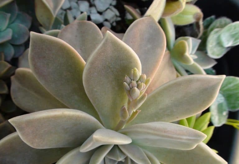 How Long Do Succulents Live?