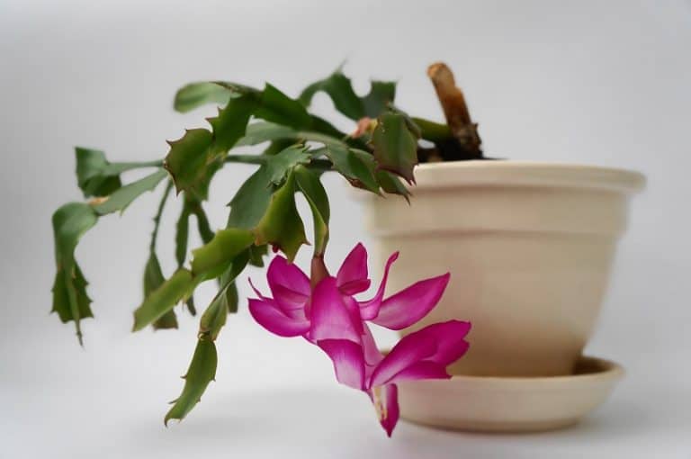 Why Are The Leaves On My Christmas Cactus Limp?