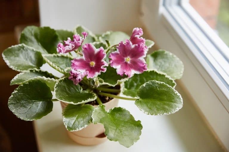 African Violet Leaves Turning White