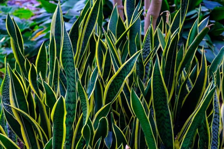White Spots on Ogre Ear Plant