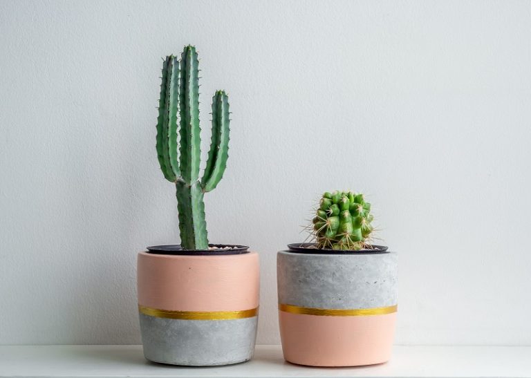 How Does A Cactus Do Photosynthesis?