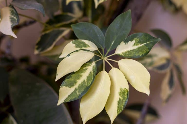 Why Are The Leaves Of My Schefflera Turning Yellow?