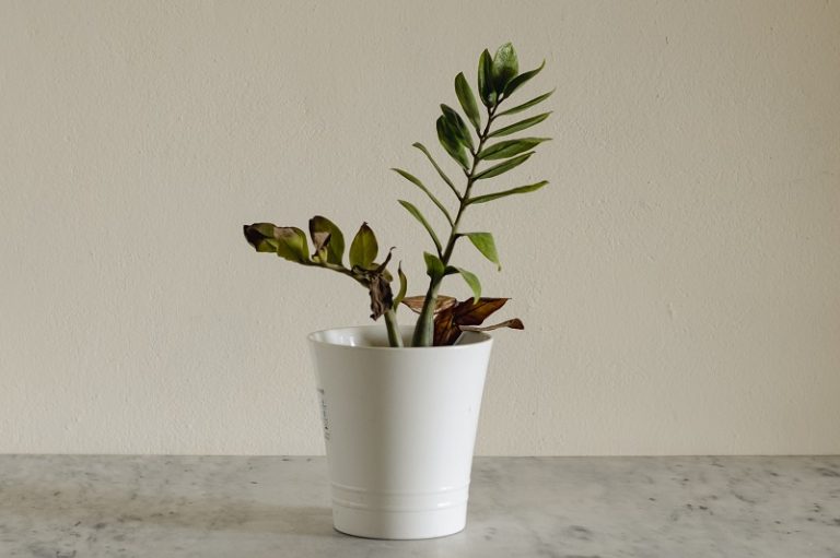 ZZ Plant Leaf Tips Turning Brown