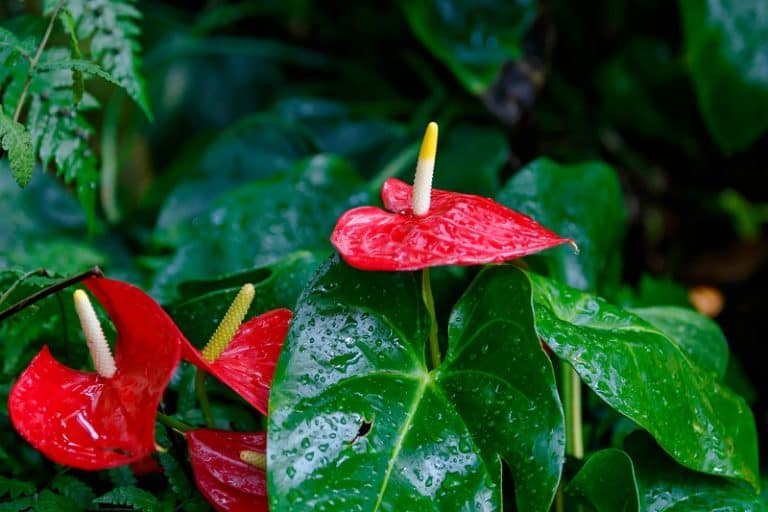 Anthurium Leaves Curling