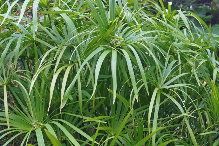 Umbrella Plant Drooping Causes And Fix
