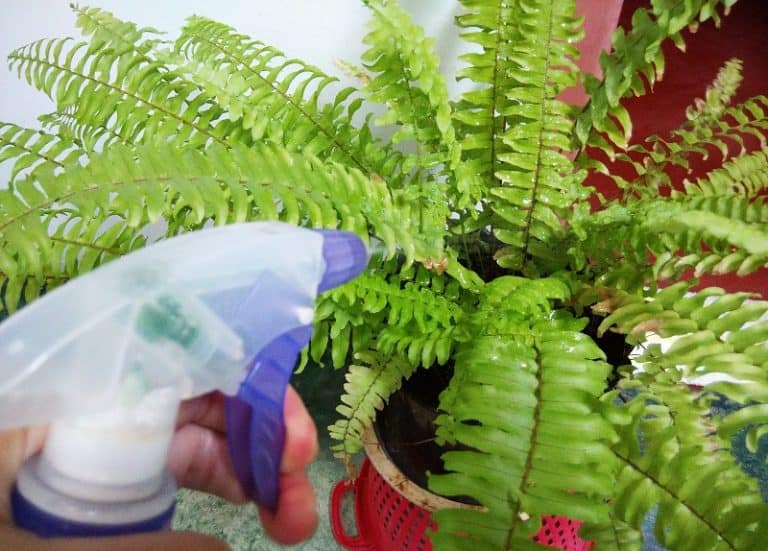 How Often Should You Water Ferns Outside?