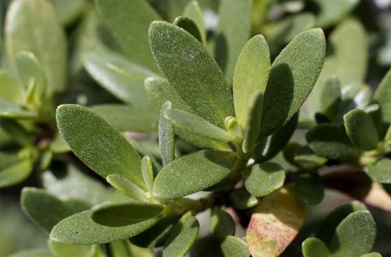 Rare Plants in the Philippines