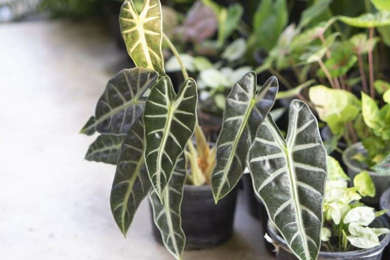 Rare Plants in the Philippines