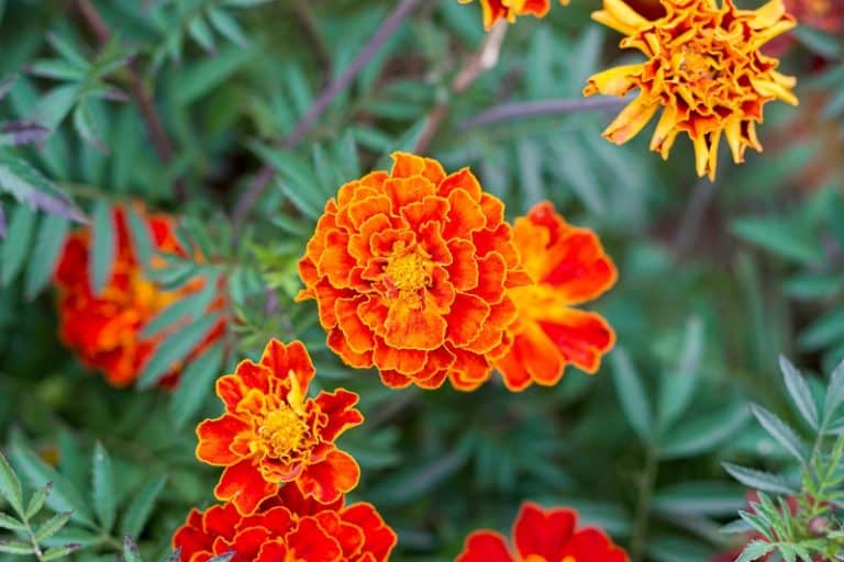 What is Stripping My Marigolds?